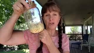 Preserving and Canning Corn and How to cut corn off the cob