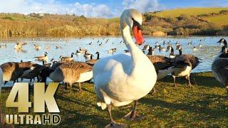 Peaceful Evening Feeding the Ducks Swans and Geese - Nature Relaxation Video - No Music - 4K