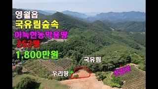 (영월1,800만원)국유림 숲속의 아늑한 농막용땅 252평 1,800만원/영월군부동산매매/영월군토지매매