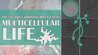 The Strange Conditions Which Led to Multicellular Life