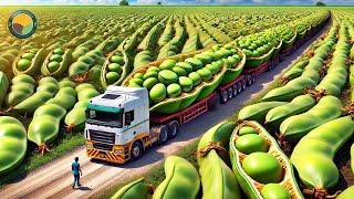 How Farmers Harvest Broad Beans: Broad Beans Processing Factory | Farming Documentary