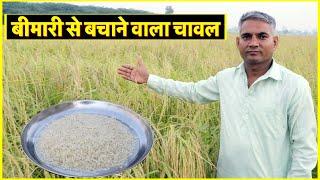 बीमारियों से बचाने वाला चावल उगाता है ये किसान ||Technical Farming ||   #rice