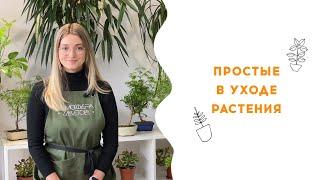 Растения для новичков / Топ 5 неприхотливых растений