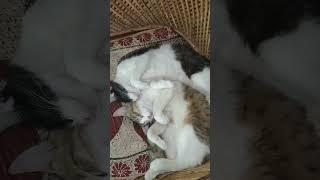 #Petopia funny cats##viralvideo ##shorts#trending