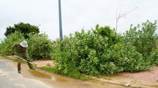 The sidewalk was overgrown with weeds and the drains were clogged, cleanup satisfying