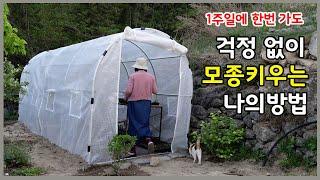 1주일에 한번가도 걱정없이 모종 키우는 나의방법, 가성비 좋은 비닐하우스, 반자동 시스템