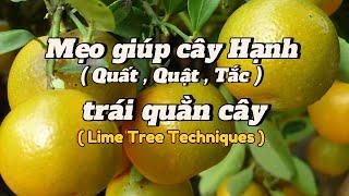 EP 53 : Mẹo làm cây nhanh ra trái , bí quyết giúp cây Hạnh( Quất, Quật ,Tắc ) 1 tháng trái quằn cây.