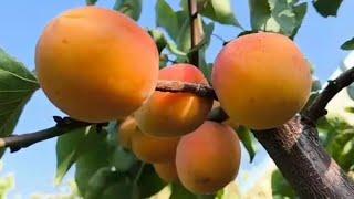 Абрикос Фаркло. Apricot Farclo. Ультрапізній сорт. Про оптимальні строки для споживання