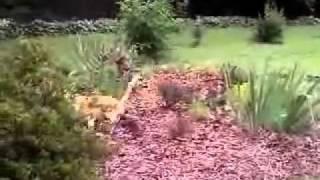 Punky Poo chasing water