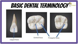 BASIC DENTAL ANATOMY | TEETH FORMULAE, LANDMARKS, CUSPS, TUBERCLE, RIDGES, FOSSA