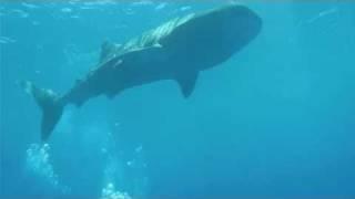 Whale Sharks at LUX* Maldives