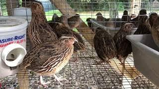 Male Coturnix Quail Calls / Sound