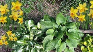 Planting Daffodil Bulbs with Hostas for Beautiful Spring Blooms