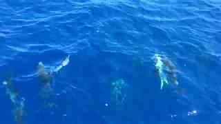 Azores Whales and Dolphins