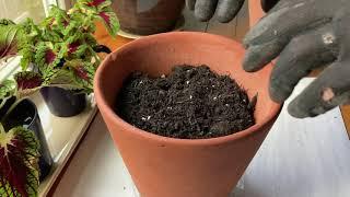 How To Plant Flowering Plants in Pots and In Your Yard