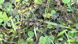 Sensitive plant closes up on touch #hawaii #humbleplant