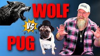 Are You The APEX WOLF Or COPING PUG With Money & Dating?