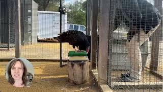 Constructional Vulture Weighing at Avian Behavior International, part of 2024 ABMA Behavior Month