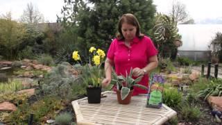 How to Care for a Tulip Plant in a Pot : Grow Guru