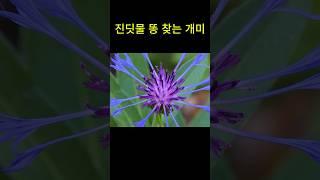 진딧물 똥을 찾는 개미