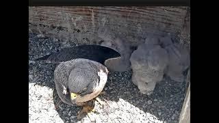 UC Berkeley peregrine falcon chick poops on mom!!