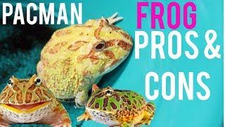 Things To Know Before Getting a Pacman Frog