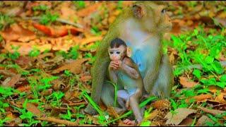 Omg!.. Why Mum...? Young Mother Love Baby......! Love Monkey Primate