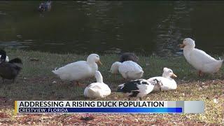 Crestview’s growing duck problem ruffles feathers at Twin Hills Park