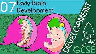 Early Brain Development - Development, GCSE Psychology [AQA]