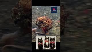 Incredible Octopus Caught On Camera #short #shortvideo #shortviral
