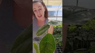 Check out the Alocasia Azlanii at the Orange Lake Nursery