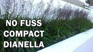 LUCIA™ Dianella is a low growing, fast spreading Dianella | Ozbreed Strappy Leaf Plants Range