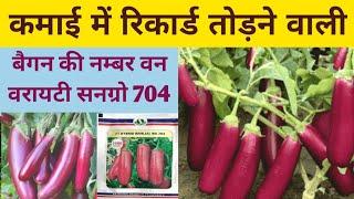 कमाई में रिकार्ड तोड़ने वाली बैगन की नम्बर वन वरायटी सनग्रो 704 hybrid brinjal 704