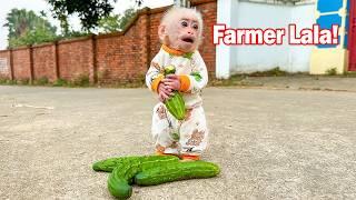 Lala learns from Bibi to harvest cucumbers and sell them for money!