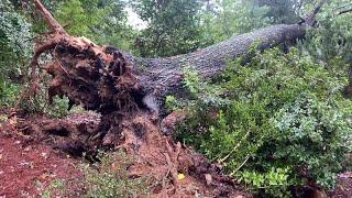 Large tree on a house in Sandy Springs