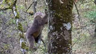 Mountain Scenery and Wildlife Along the River, Sichuan, China