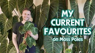 MY TOP 10 PLANTS ON MOSS POLES - September 2023