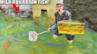 Netting Wild EXOTIC FISH For My NEW AQUARIUM! | Bass fishing Productions