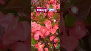 제비처럼 #이찬원 구독&좋아요 #스타일스타 #shorts #미스터트롯