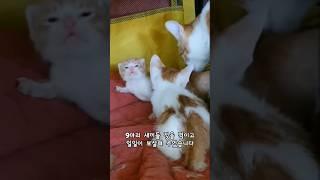 #길고양이출산 #독박육아 #catshorts