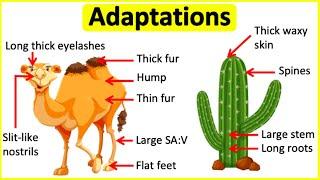 Adaptations | Behavioural, Physiological & structural adaptations | Learn with examples