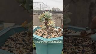 Beginner’s succulent care: How to propagate succulent plants
