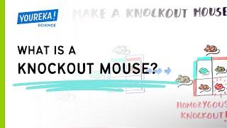 What is a knockout mouse?