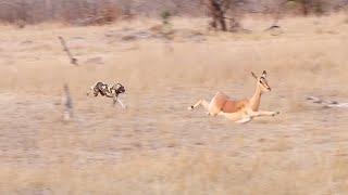 WILD DOG Hunts IMPALA