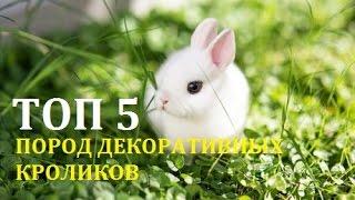 ТОП 5 ПОРОД ДЕКОРАТИВНЫХ КРОЛИКОВ