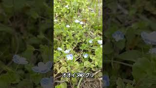#オオイヌフグリ