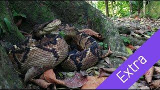 EXTRA: Radiotracking snakes! The Venomous Bushmasters of Costa Rica