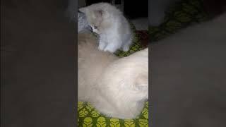 kitten gives his mom back massage ️