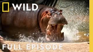 When Hippos Attack (Full Episode) | Dangerous Encounters | Nat Geo Wild