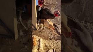 GOOD MORNING,FARM! Goose,Pets,Turkey Hens & Friends Begin the Day with Joy #shorts #viralvideo #pets